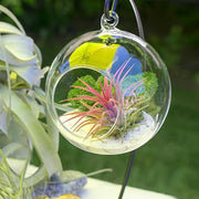 Air Plant Glass Container Set – Hanging Glass Vase | Black Metal Stand, Minimalist & Elegant, Ideal for Air Plants and Succulents