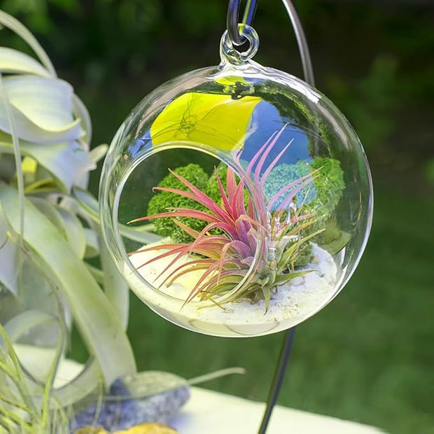 Air Plant Glass Container Set – Hanging Glass Vase | Black Metal Stand, Minimalist & Elegant, Ideal for Air Plants and Succulents